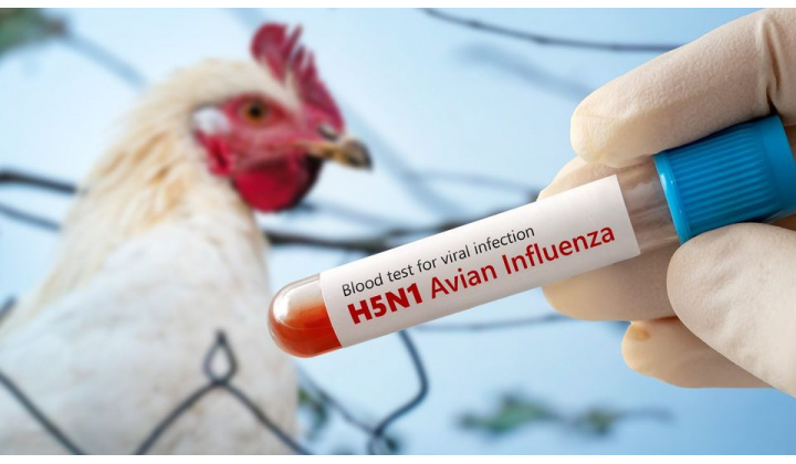 opatrenia na zvýšenie biologickej ochrany v chovoch hydiny