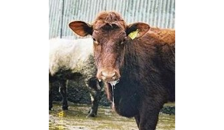 preventívne opatrenia pri výskyte ochorenia slintačky a krívačky.