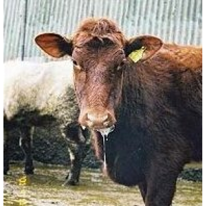 preventívne opatrenia pri výskyte ochorenia slintačky a krívačky.