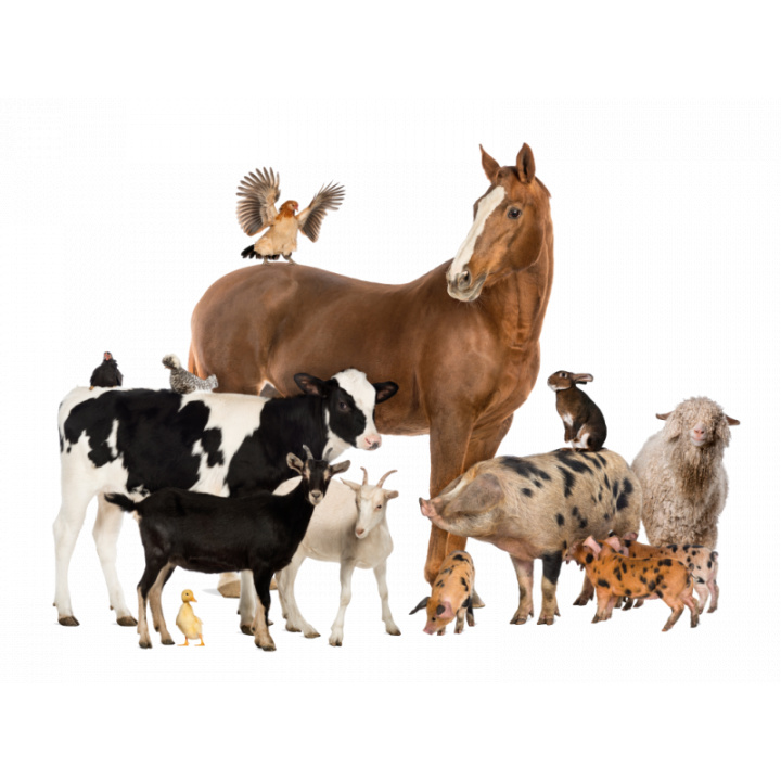 zmeny v registrácii chovu